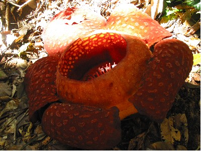Rafflesia tuan-mudae - la plus grande fleur du monde Rafflesia tuan mudae la plus grande fleur du monde 7 Rafflesia-tuan-mudae–la-plus-grande-fleur-du-monde-7