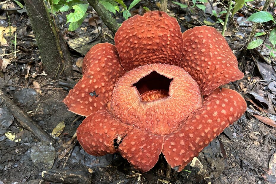 Rafflesia tuan-mudae, l’une des plus grandes fleurs du monde Rafflesia tuan mudae une des plus grandes fleurs du monde 1 Rafflesia tuan mudae une des plus grandes fleurs du monde 1