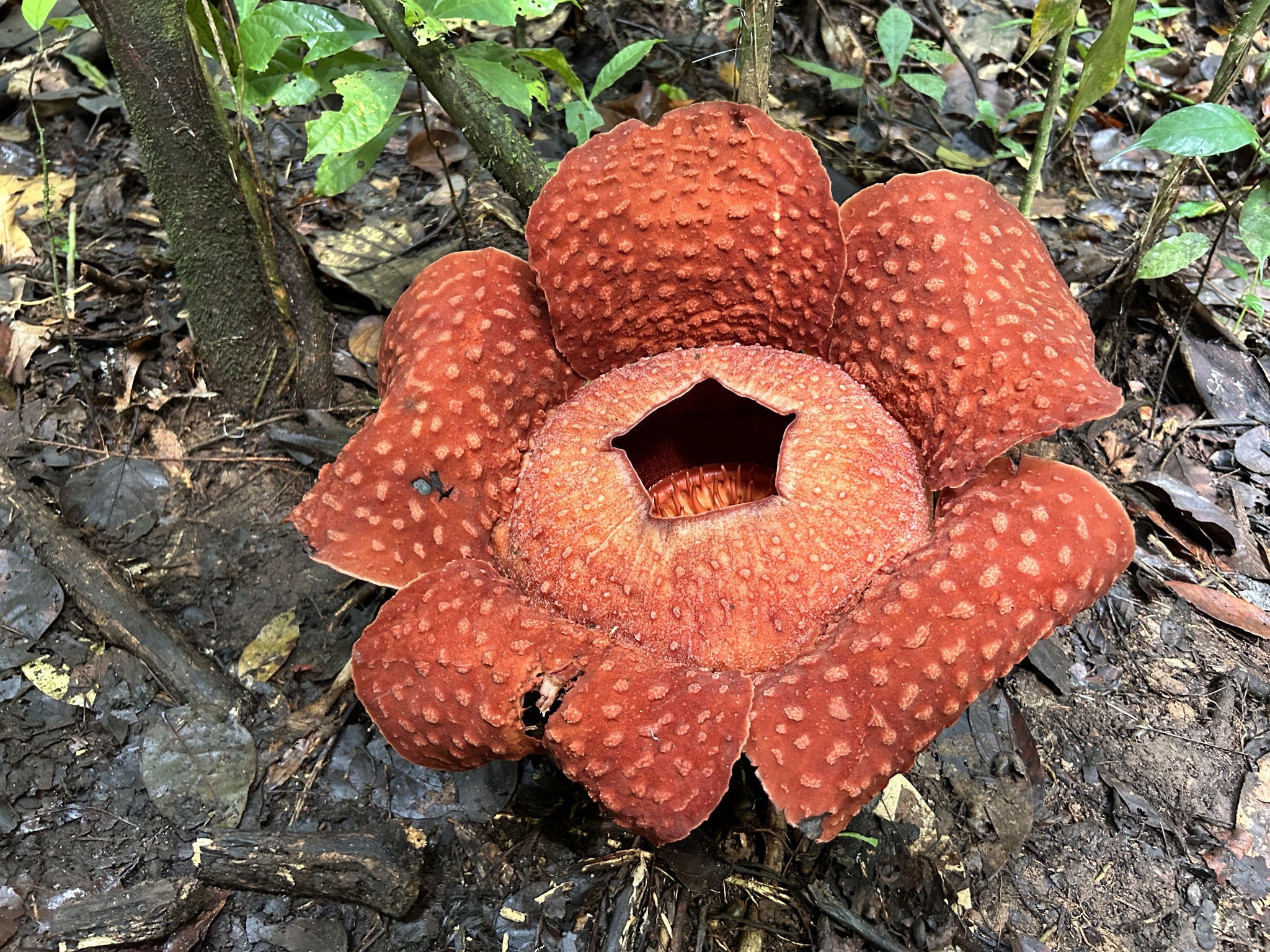 Rafflesia tuan mudae une des plus grandes fleurs du monde 1 Rafflesia tuan-mudae, l’une des plus grandes fleurs du monde