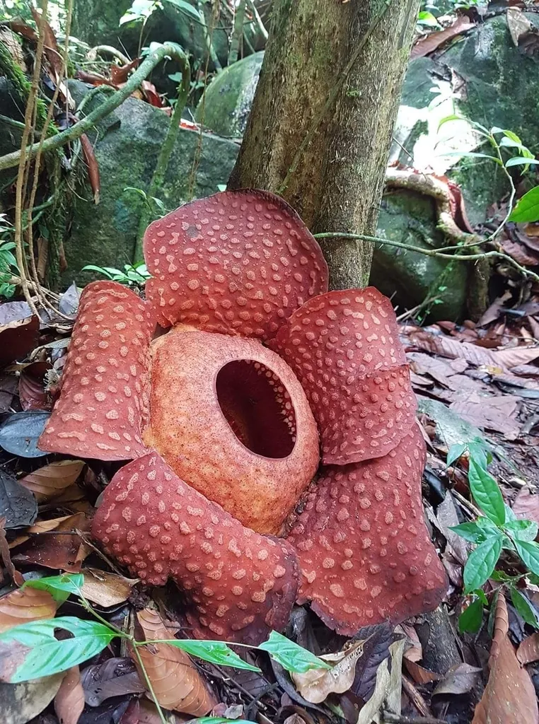 Rafflesia tuan mudae une des plus grandes fleurs du monde 2 Rafflesia tuan-mudae en fleur dans une forêt tropicale
