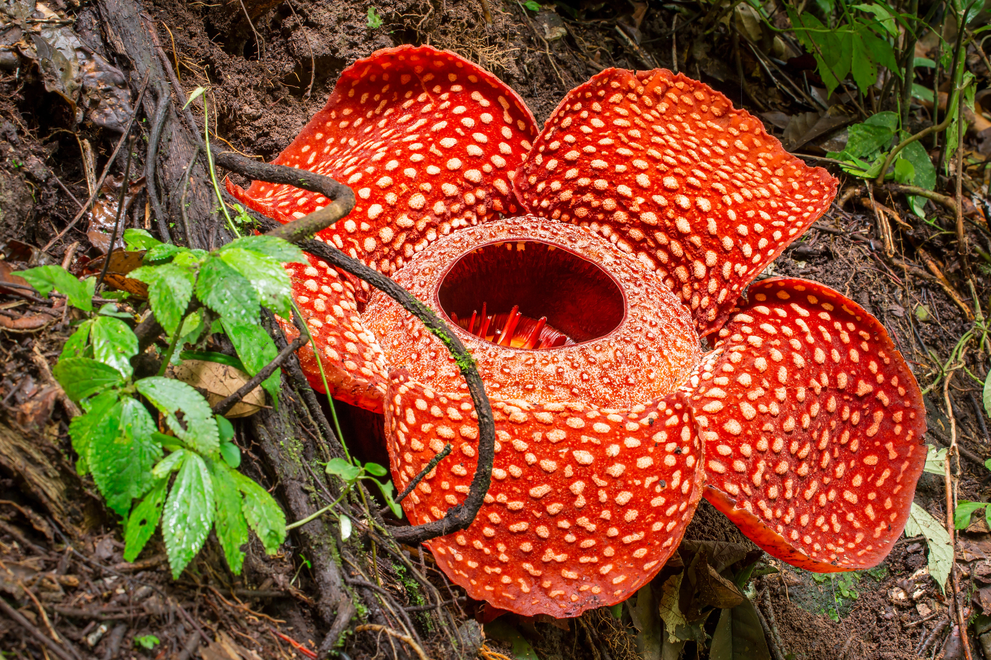 Rafflesia tuan mudae une des plus grandes fleurs du monde 3 Rafflesia tuan mudae une des plus grandes fleurs du monde 3