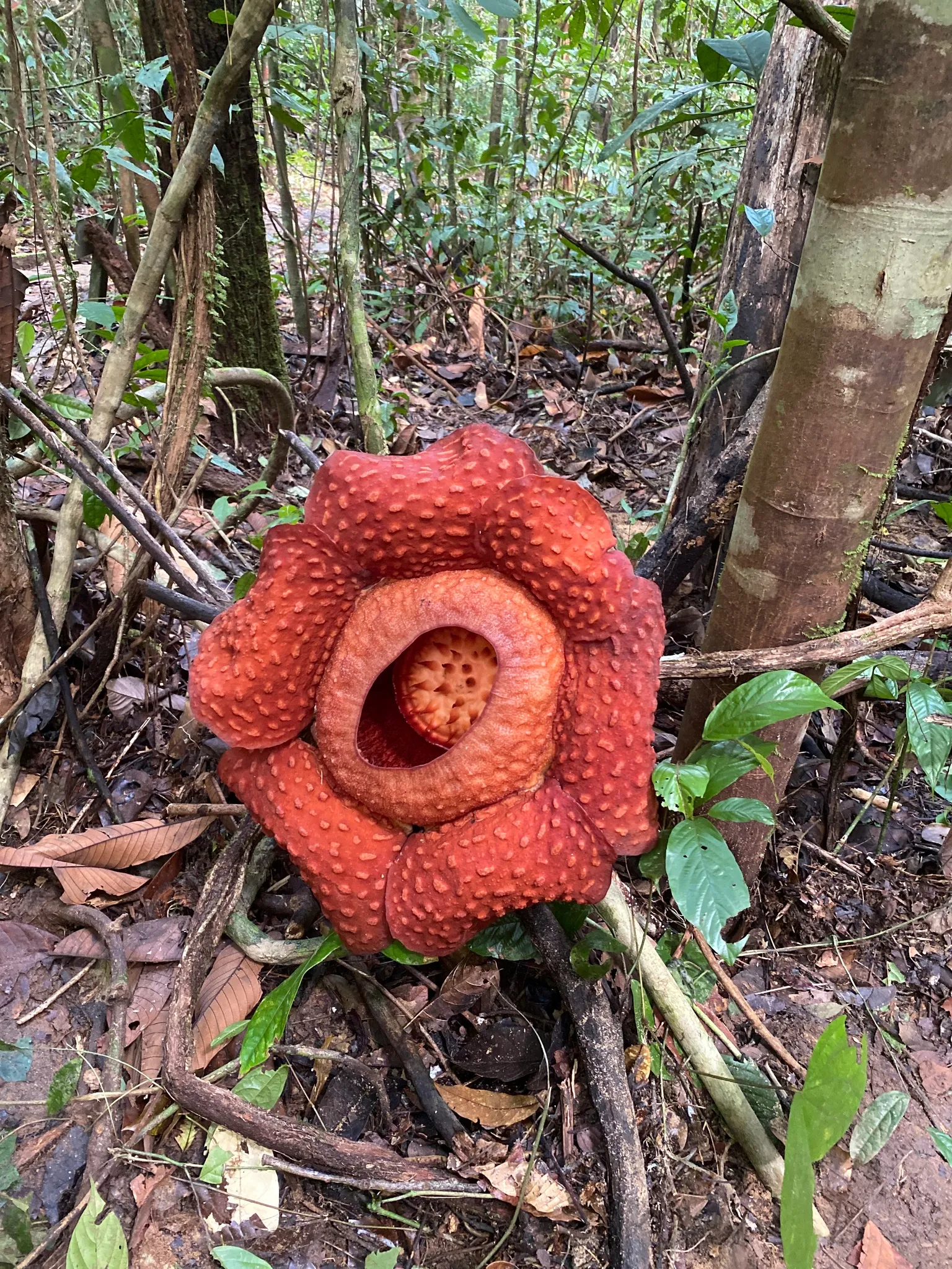 Rafflesia tuan mudae une des plus grandes fleurs du monde 4 Rafflesia tuan mudae une des plus grandes fleurs du monde 4