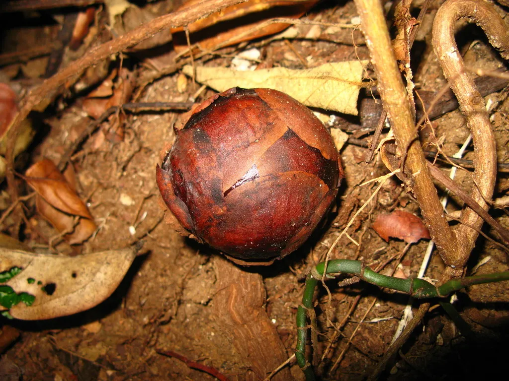 bouton de Rafflesia tuan mudae une des plus grandes fleurs du monde bouton de Rafflesia tuan-mudae avant ouverture