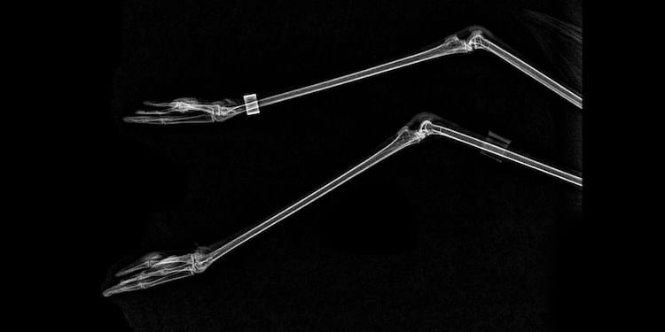 14 radiographies d'animaux du zoo de l'Oregon 15 radiographies d animaux du zoo de l Oregon 10 flamand 15-radiographies-d-animaux-du-zoo-de-l-Oregon-10-flamand