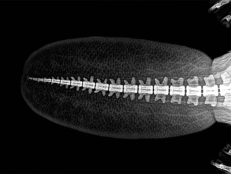 14 radiographies d'animaux du zoo de l'Oregon 15 radiographies d animaux du zoo de l Oregon 3 Castor americain 15-radiographies-d-animaux-du-zoo-de-l-Oregon-3-Castor-americain