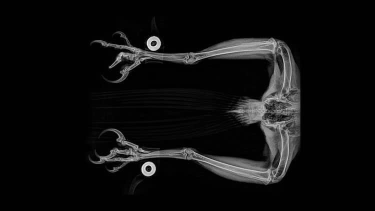 14 radiographies d'animaux du zoo de l'Oregon 15 radiographies d animaux du zoo de l Oregon 7 Aigle royal 15-radiographies-d-animaux-du-zoo-de-l-Oregon-7-Aigle-royal