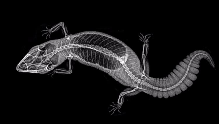 14 radiographies d'animaux du zoo de l'Oregon 15 radiographies d animaux du zoo de l Oregon 9 Gecko a queue grasse 15-radiographies-d-animaux-du-zoo-de-l-Oregon-9-Gecko-a-queue-grasse