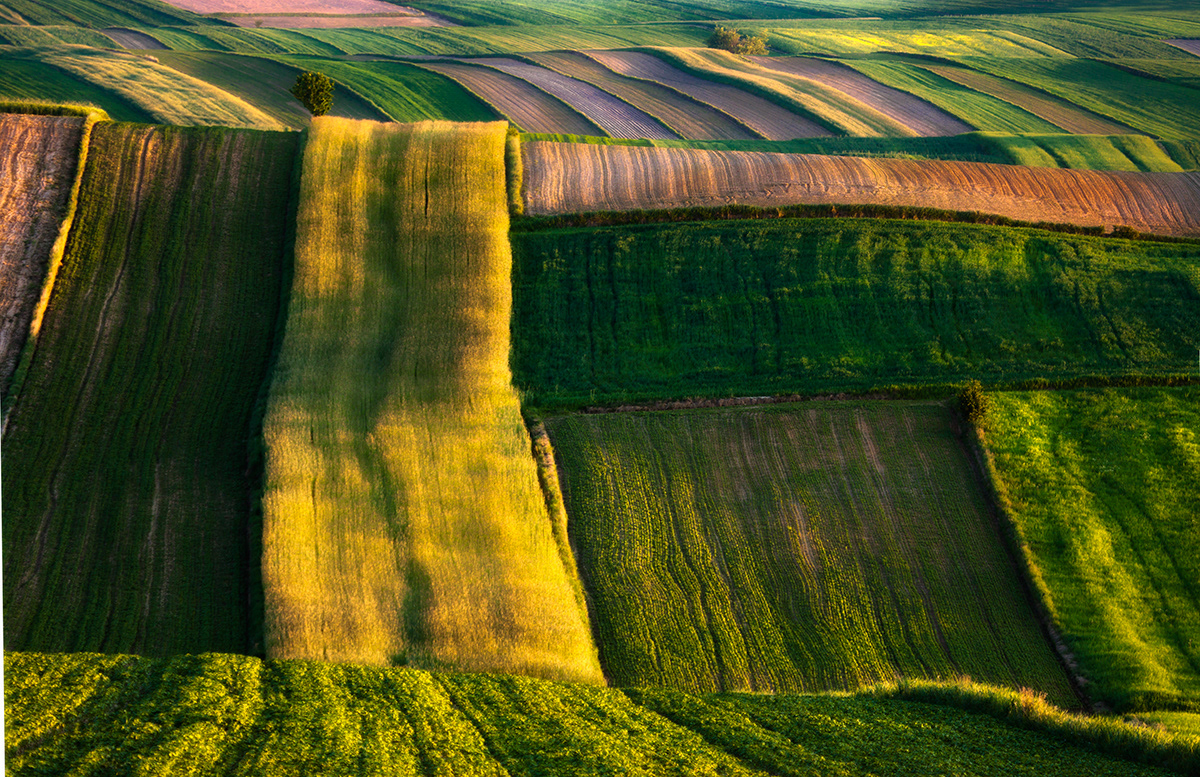 Le printemps dans les champs de Pologne par Przemyslaw Kruk Le printemps dans les champs de Pologne et republique tcheque par Przemyslaw Kruk 7 Le-printemps-dans-les-champs-de-Pologne-et-republique-tcheque-par-Przemyslaw-Kruk-7