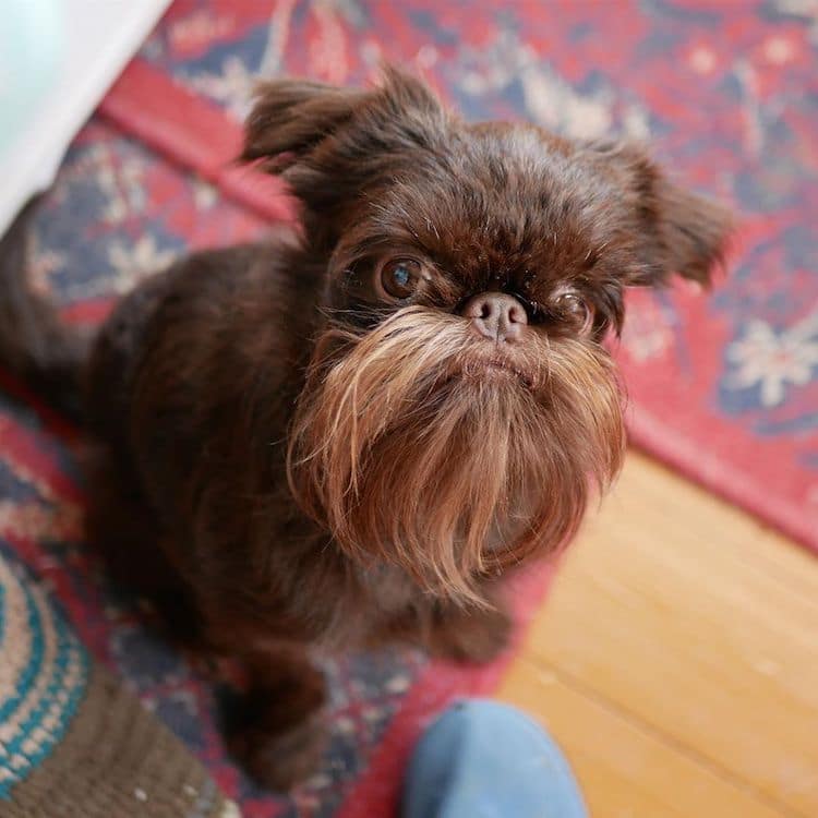 Nuts, un mini griffon bruxellois surnommé Chewbacca Nuts un mini griffon bruxellois surnomme Chewbacca 10 Nuts-un-mini-griffon-bruxellois-surnomme-Chewbacca-10