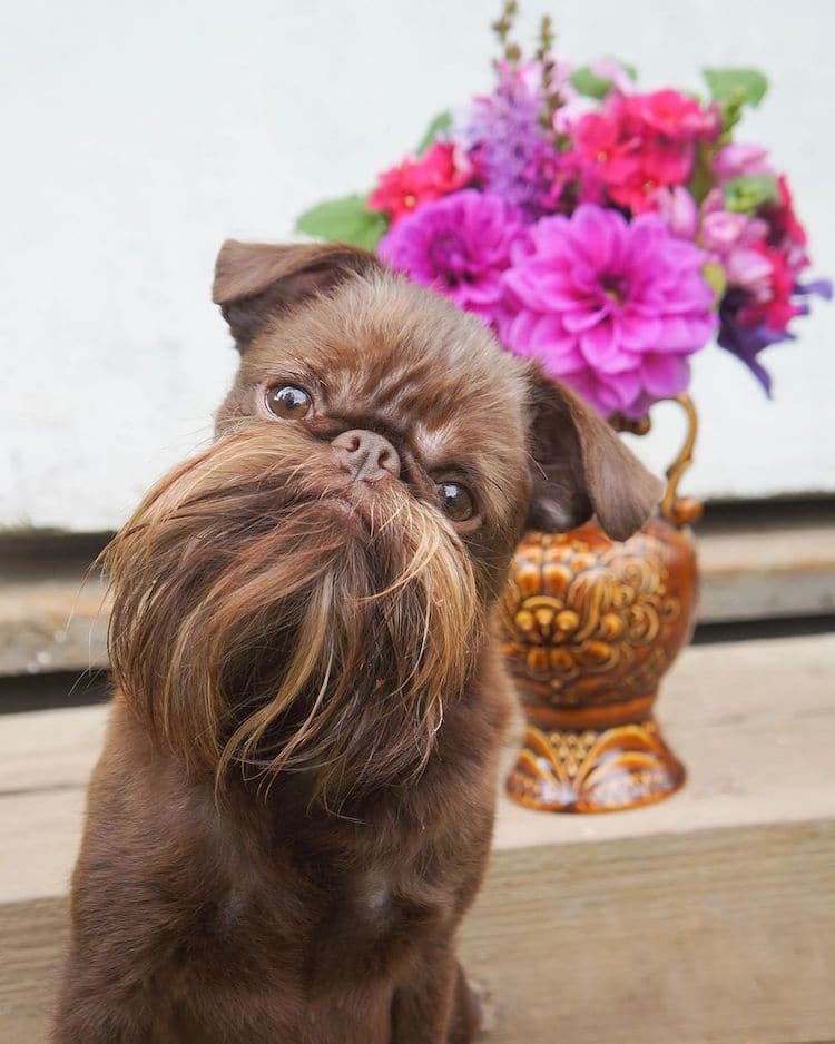 Nuts, un mini griffon bruxellois surnommé Chewbacca Nuts un mini griffon bruxellois surnomme Chewbacca 11 Nuts-un-mini-griffon-bruxellois-surnomme-Chewbacca-11