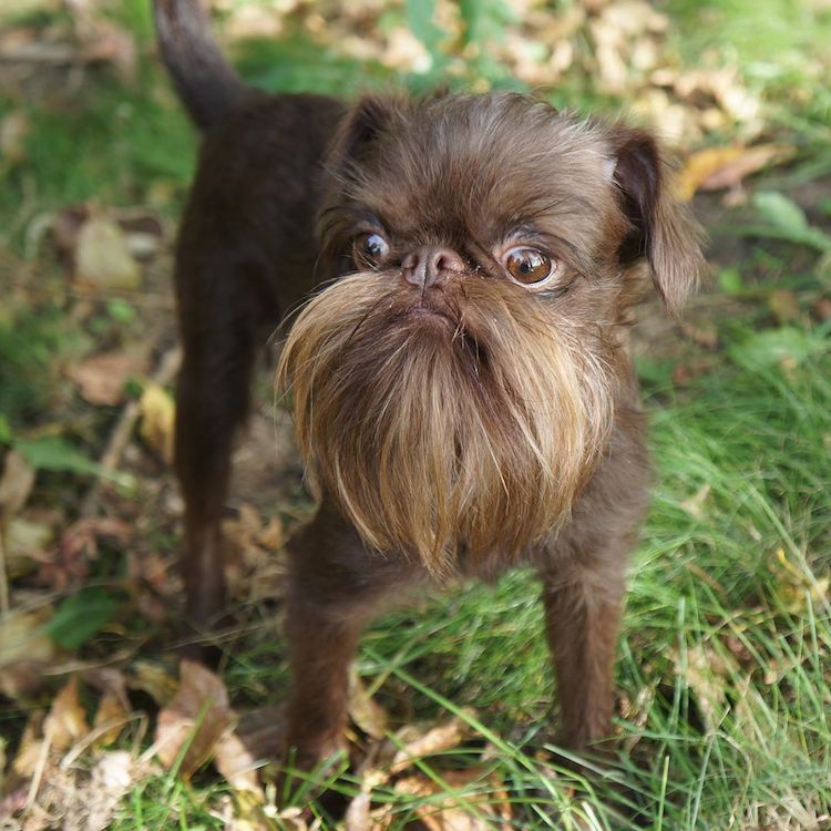 Nuts, un mini griffon bruxellois surnommé Chewbacca Nuts un mini griffon bruxellois surnomme Chewbacca 2 Nuts-un-mini-griffon-bruxellois-surnomme-Chewbacca-2