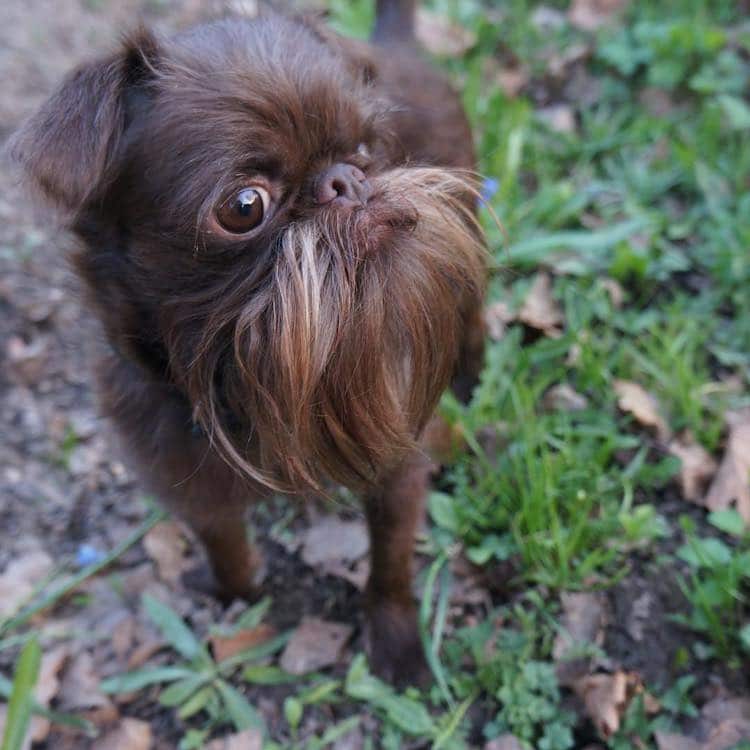 Nuts, un mini griffon bruxellois surnommé Chewbacca Nuts un mini griffon bruxellois surnomme Chewbacca 3 Nuts-un-mini-griffon-bruxellois-surnomme-Chewbacca-3