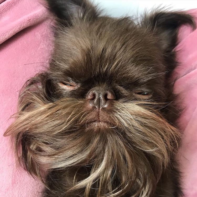 Nuts, un mini griffon bruxellois surnommé Chewbacca Nuts un mini griffon bruxellois surnomme Chewbacca 6 Nuts-un-mini-griffon-bruxellois-surnomme-Chewbacca-6