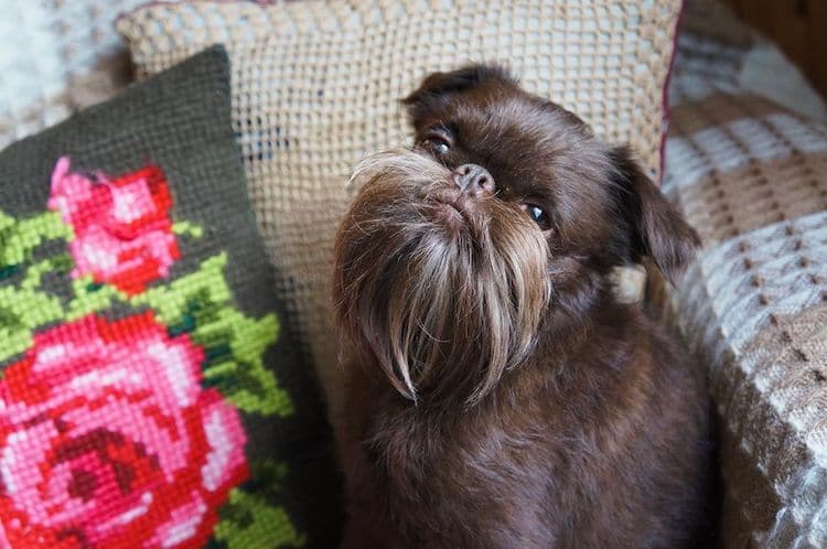 Nuts, un mini griffon bruxellois surnommé Chewbacca Nuts un mini griffon bruxellois surnomme Chewbacca 8 Nuts-un-mini-griffon-bruxellois-surnomme-Chewbacca-8