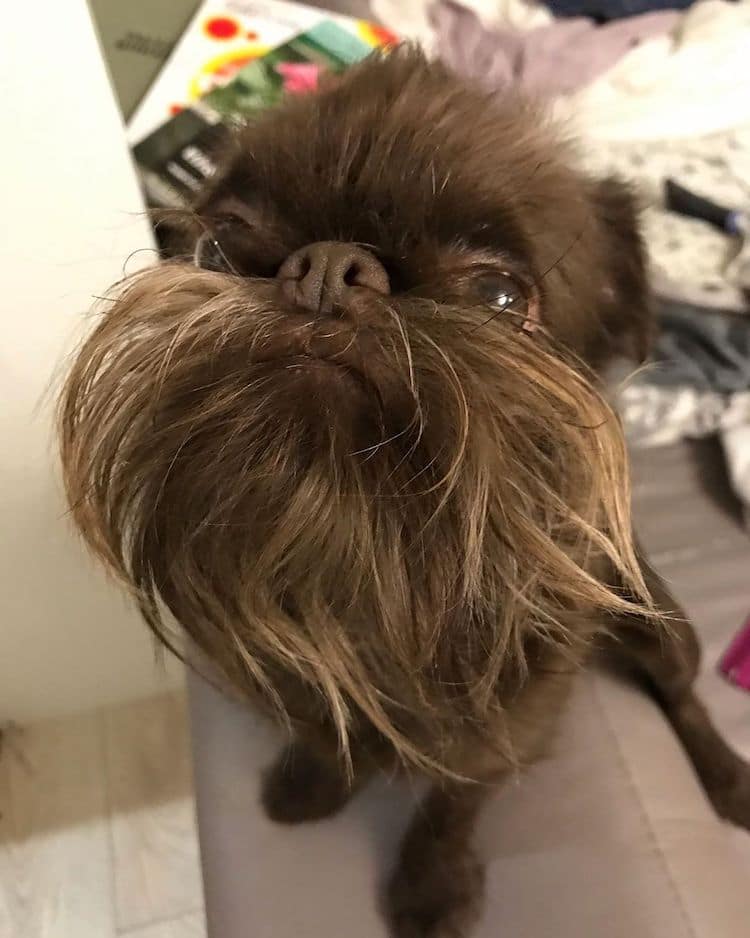 Nuts, un mini griffon bruxellois surnommé Chewbacca Nuts un mini griffon bruxellois surnomme Chewbacca 9 Nuts-un-mini-griffon-bruxellois-surnomme-Chewbacca-9