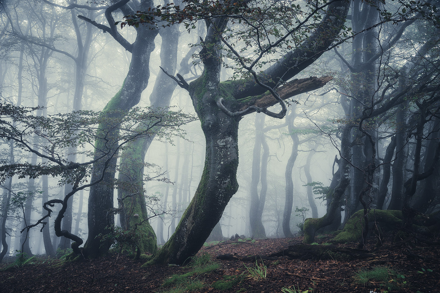 The enchanted forest - une forêt enchantée par Heiko Gerlicher The enchanted forest une foret enchantee par Heiko Gerlicher 1 The-enchanted-forest-une-foret-enchantee-par-Heiko-Gerlicher-1
