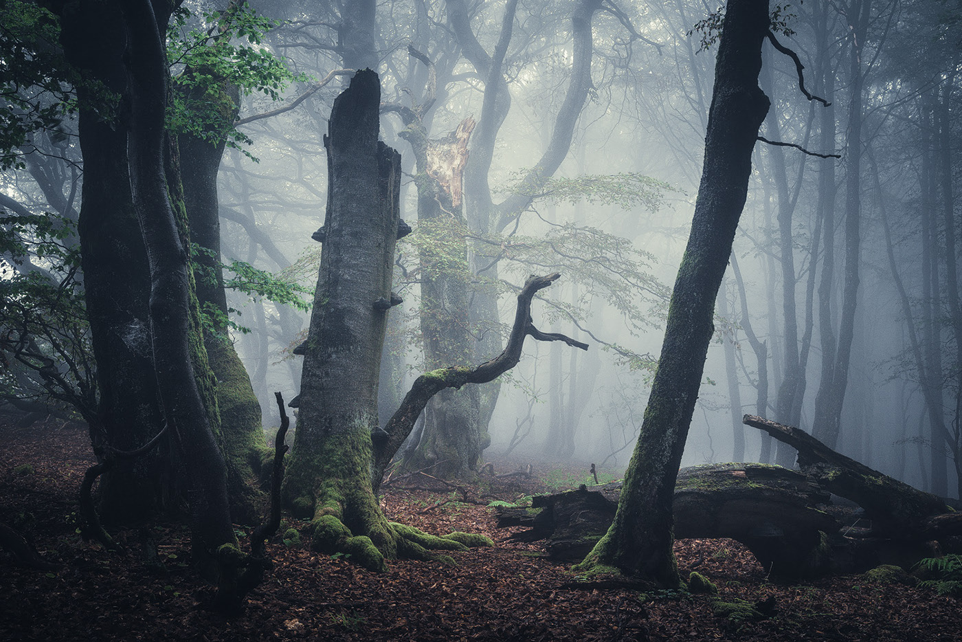 The enchanted forest - une forêt enchantée par Heiko Gerlicher The enchanted forest une foret enchantee par Heiko Gerlicher 10 The-enchanted-forest-une-foret-enchantee-par-Heiko-Gerlicher-10