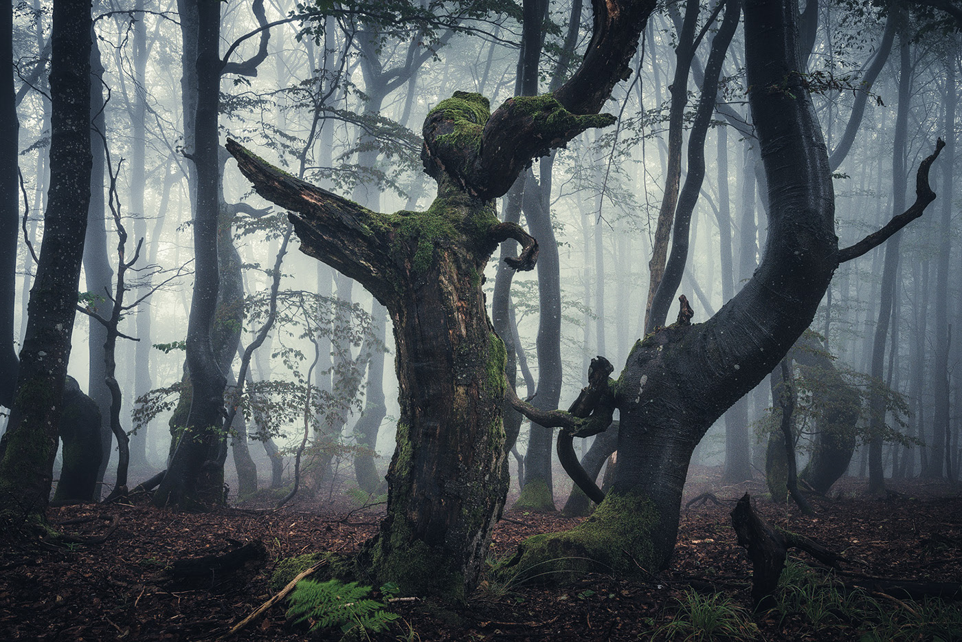 The enchanted forest - une forêt enchantée par Heiko Gerlicher The enchanted forest une foret enchantee par Heiko Gerlicher 11 The-enchanted-forest-une-foret-enchantee-par-Heiko-Gerlicher-11
