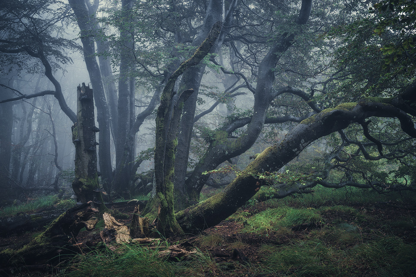 The enchanted forest - une forêt enchantée par Heiko Gerlicher The enchanted forest une foret enchantee par Heiko Gerlicher 12 The-enchanted-forest-une-foret-enchantee-par-Heiko-Gerlicher-12