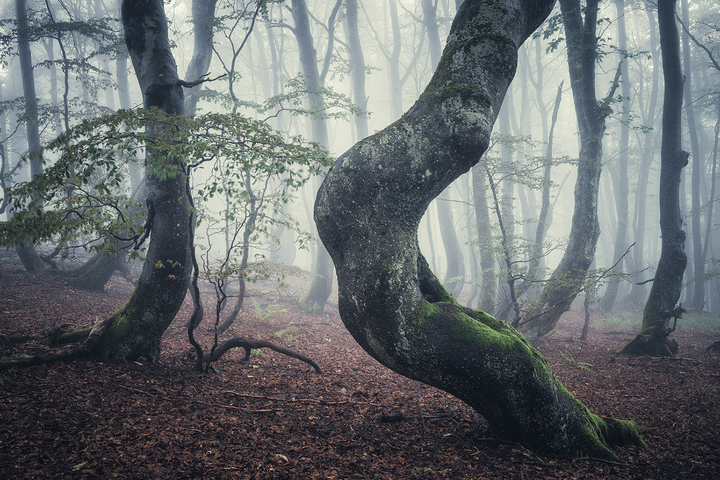 The enchanted forest - une forêt enchantée par Heiko Gerlicher The enchanted forest une foret enchantee par Heiko Gerlicher 4 The-enchanted-forest-une-foret-enchantee-par-Heiko-Gerlicher-4