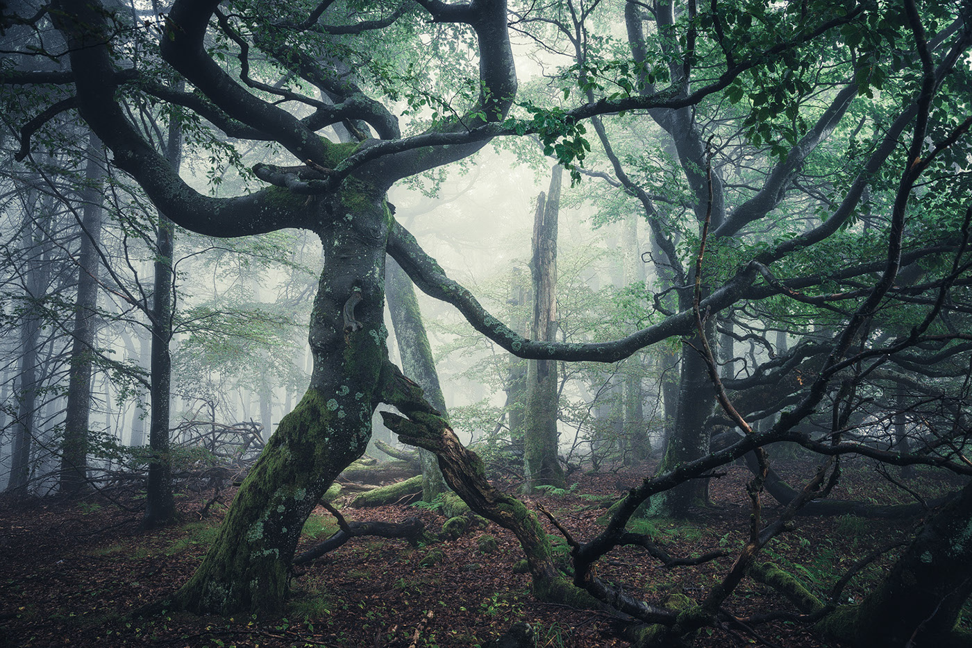 The enchanted forest - une forêt enchantée par Heiko Gerlicher The enchanted forest une foret enchantee par Heiko Gerlicher 5 The-enchanted-forest-une-foret-enchantee-par-Heiko-Gerlicher-5