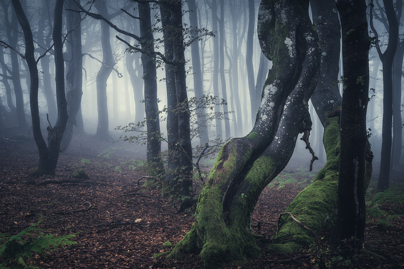 The enchanted forest - une forêt enchantée par Heiko Gerlicher The enchanted forest une foret enchantee par Heiko Gerlicher 6 The-enchanted-forest-une-foret-enchantee-par-Heiko-Gerlicher-6