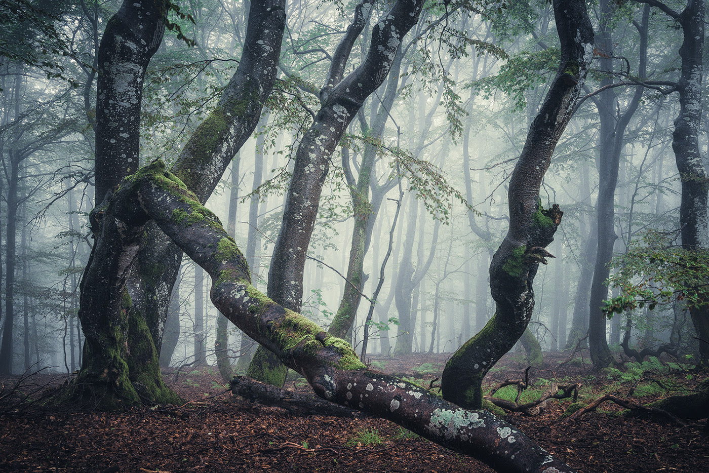 The enchanted forest - une forêt enchantée par Heiko Gerlicher The enchanted forest une foret enchantee par Heiko Gerlicher 7 The-enchanted-forest-une-foret-enchantee-par-Heiko-Gerlicher-7