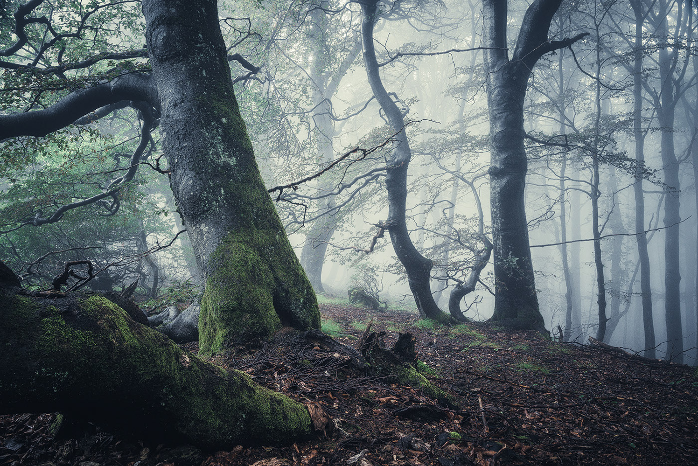 The enchanted forest - une forêt enchantée par Heiko Gerlicher The enchanted forest une foret enchantee par Heiko Gerlicher 8 The-enchanted-forest-une-foret-enchantee-par-Heiko-Gerlicher-8