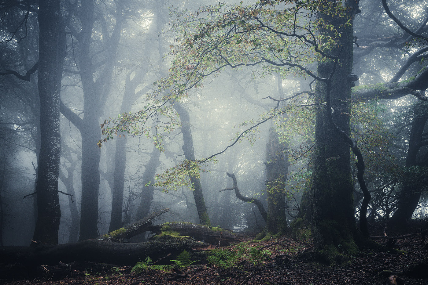 The enchanted forest - une forêt enchantée par Heiko Gerlicher The enchanted forest une foret enchantee par Heiko Gerlicher 9 The-enchanted-forest-une-foret-enchantee-par-Heiko-Gerlicher-9