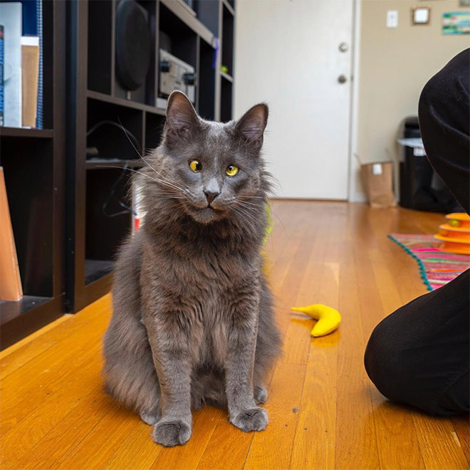 Belarus - un adorable chat avec un strabisme Belarus un adorable chat avec un strabisme 10 Belarus-un-adorable-chat-avec-un-strabisme-10