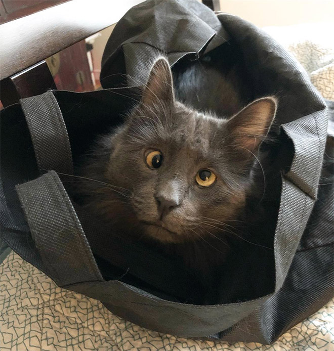 Belarus - un adorable chat avec un strabisme Belarus un adorable chat avec un strabisme 11 Belarus-un-adorable-chat-avec-un-strabisme-11