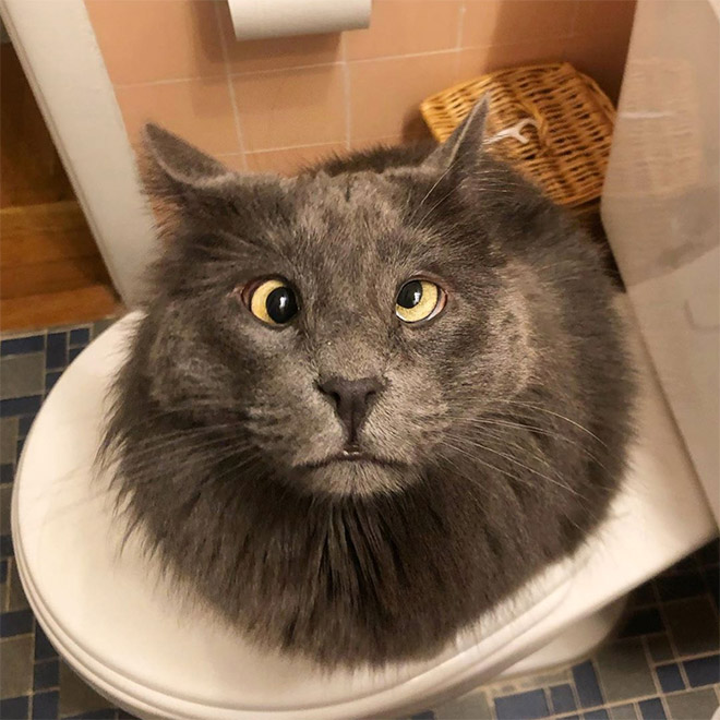 Belarus - un adorable chat avec un strabisme Belarus un adorable chat avec un strabisme 3 Belarus-un-adorable-chat-avec-un-strabisme-3