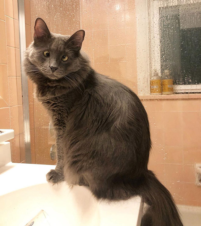 Belarus - un adorable chat avec un strabisme Belarus un adorable chat avec un strabisme 7 Belarus-un-adorable-chat-avec-un-strabisme-7