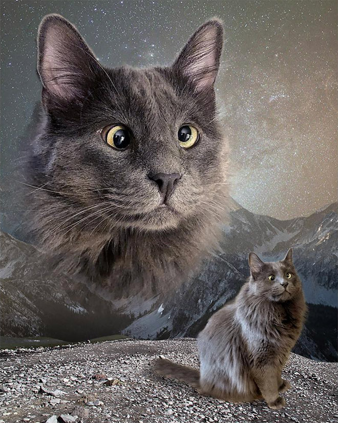 Belarus - un adorable chat avec un strabisme Belarus un adorable chat avec un strabisme 9 Belarus-un-adorable-chat-avec-un-strabisme-9