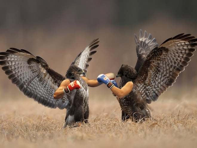 Des oiseaux avec des bras humains Des oiseaux avec des bras humains photoshop volatile 10 Des-oiseaux-avec-des-bras-humains-photoshop-volatile-10