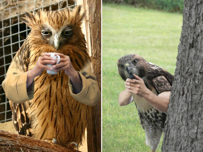 Des oiseaux avec des bras humains Des oiseaux avec des bras humains photoshop volatile 17 Des-oiseaux-avec-des-bras-humains-photoshop-volatile-17