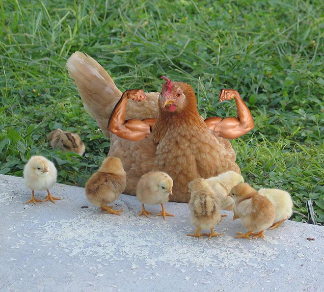 Des oiseaux avec des bras humains Des oiseaux avec des bras humains photoshop volatile 4 Des-oiseaux-avec-des-bras-humains-photoshop-volatile-4