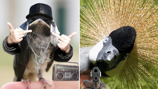 Des oiseaux avec des bras humains Des oiseaux avec des bras humains photoshop volatile 6 Des-oiseaux-avec-des-bras-humains-photoshop-volatile-6