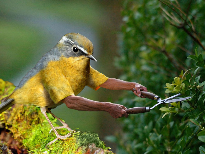 Des oiseaux avec des bras humains Des oiseaux avec des bras humains photoshop volatile 7 Des-oiseaux-avec-des-bras-humains-photoshop-volatile-7
