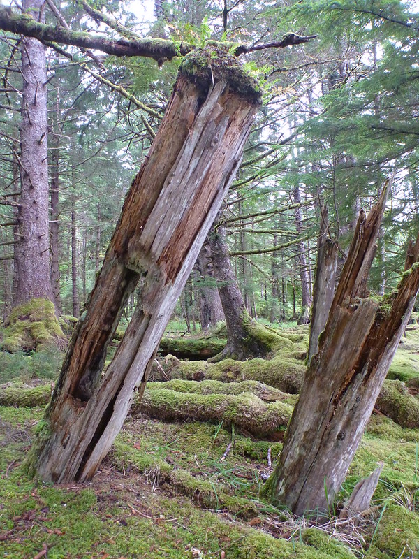 La beauté cachée des îles Haida Gwaii ou îles de la Reine-Charlotte La beaute cachee des iles Haida Gwaii ou iles de la Reine Charlotte 15 La-beaute-cachee-des-iles-Haida-Gwaii-ou-iles-de-la-Reine-Charlotte-15