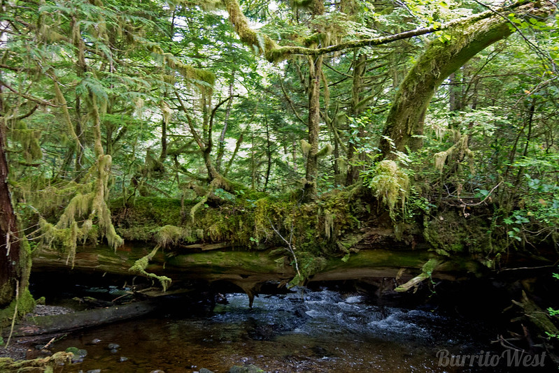 La beauté cachée des îles Haida Gwaii ou îles de la Reine-Charlotte La beaute cachee des iles Haida Gwaii ou iles de la Reine Charlotte 21 La-beaute-cachee-des-iles-Haida-Gwaii-ou-iles-de-la-Reine-Charlotte-21