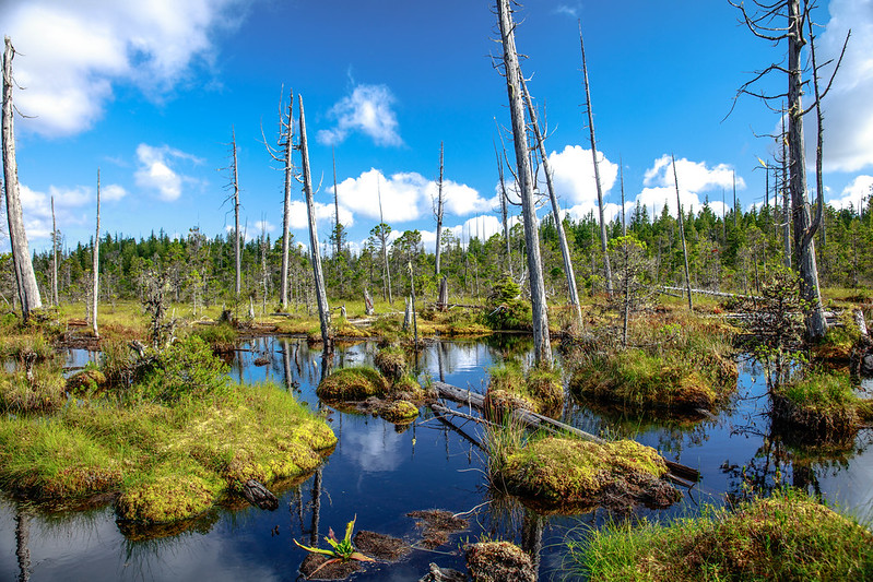 La beauté cachée des îles Haida Gwaii ou îles de la Reine-Charlotte La beaute cachee des iles Haida Gwaii ou iles de la Reine Charlotte 23 La-beaute-cachee-des-iles-Haida-Gwaii-ou-iles-de-la-Reine-Charlotte-23