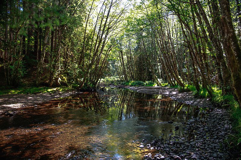 La beauté cachée des îles Haida Gwaii ou îles de la Reine-Charlotte La beaute cachee des iles Haida Gwaii ou iles de la Reine Charlotte 25 La-beaute-cachee-des-iles-Haida-Gwaii-ou-iles-de-la-Reine-Charlotte-25