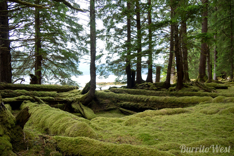 La beauté cachée des îles Haida Gwaii ou îles de la Reine-Charlotte La beaute cachee des iles Haida Gwaii ou iles de la Reine Charlotte 6 La-beaute-cachee-des-iles-Haida-Gwaii-ou-iles-de-la-Reine-Charlotte-6