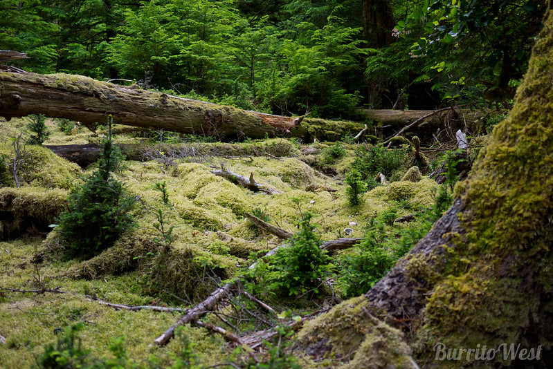 La beauté cachée des îles Haida Gwaii ou îles de la Reine-Charlotte La beaute cachee des iles Haida Gwaii ou iles de la Reine Charlotte 7 La-beaute-cachee-des-iles-Haida-Gwaii-ou-iles-de-la-Reine-Charlotte-7