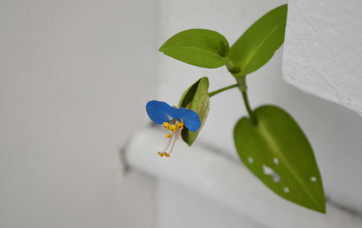 Les délicates sculptures de fleurs de bois de Yoshihiro Suda Les delicates sculptures de fleurs de bois de Yoshihiro Suda 2 Les-delicates-sculptures-de-fleurs-de-bois-de-Yoshihiro-Suda-2