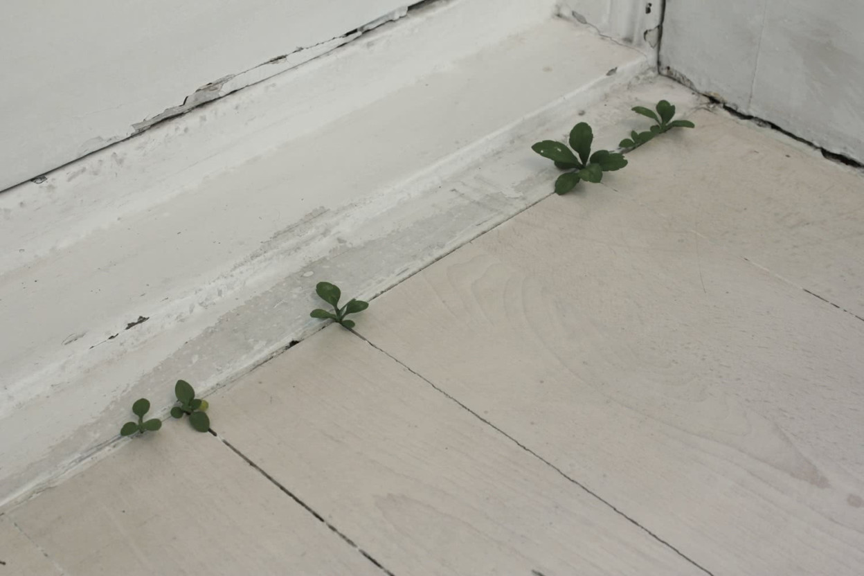 Les délicates sculptures de fleurs de bois de Yoshihiro Suda Les delicates sculptures de fleurs de bois de Yoshihiro Suda 7 Les-delicates-sculptures-de-fleurs-de-bois-de-Yoshihiro-Suda-7