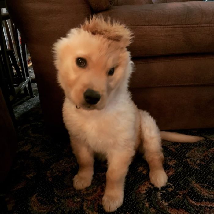 Rae le chien licorne avec une seule oreille au milieu de la tête Rae le chien licorne avec une seule oreille au milieu de la tete 6 Rae-le-chien-licorne-avec-une-seule-oreille-au-milieu-de-la-tete-6