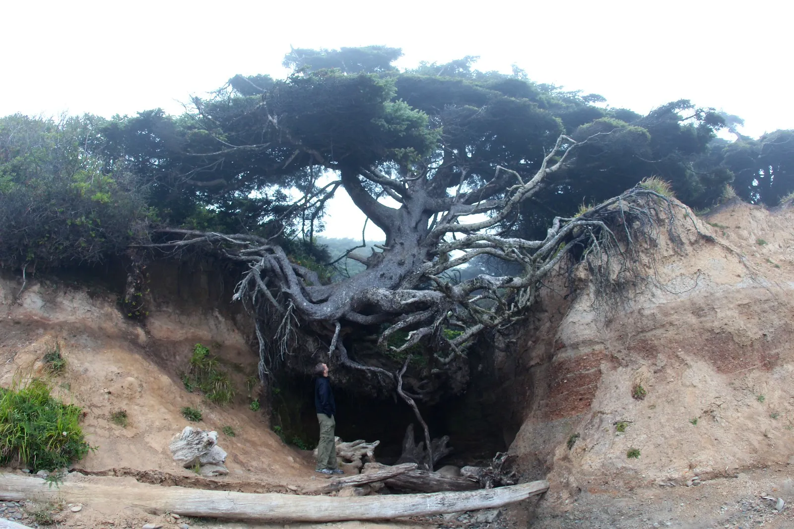 Tree of Life l arbre de vie magique de Kalaloch Beach 1 Tree of Life l arbre de vie magique de Kalaloch Beach 1