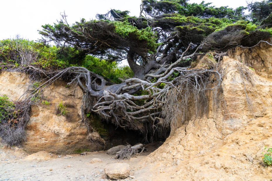 Tree of Life l arbre de vie magique de Kalaloch Beach 10